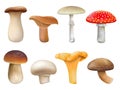 Realistic edible and inedible mushroom plants, fly agaric, chanterelle, niscalo. Champignon, golden chanterelle and king trumpet