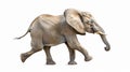 Realistic elephant on white background. AI-generated image of an elephant walking. Suitable for educational and Royalty Free Stock Photo