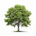 Realistic Elm Tree With Green Leaves On White Background Royalty Free Stock Photo