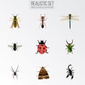 Realistic Emmet, Midge, Spinner And Other Vector Elements. Set Of Bug Realistic Symbols Also Includes Ant, Wisp, Gnat