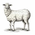 Realistic Engraving Of Wool Sheep On White Background