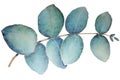 Eucalyptus Leaf With Watercolor