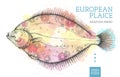 Realistic European Plaice fish on artistic watercolor background. Seafood menu design