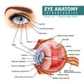 Realistic Eye Anatomy Infographics Royalty Free Stock Photo