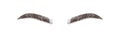 Realistic eyebrows on white background. Permanent make-up and microblading. Brow studio logo. Linear vector Illustration