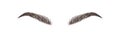 Realistic eyebrows on white background. Permanent make-up and microblading. Brow studio logo. Linear vector Illustration