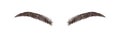 Realistic eyebrows on white background. Permanent make-up and microblading. Brow studio logo. Linear vector Illustration