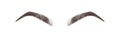 Realistic eyebrows on white background. Permanent make-up and microblading. Brow studio logo. Linear vector Illustration