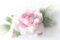 Realistic Fabric Silk flower in pink and white colors rose hand made on white background. Vintage style, retro, card Royalty Free Stock Photo