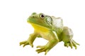 Realistic fake plastic frog sitting isolated on white background with clipping path cutout Royalty Free Stock Photo