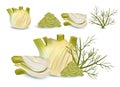 Realistic fennel with green leaf and seeds. White fennel with green stems. Spices for your menu isolated on white