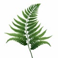 Realistic Fern Leaf Illustration On White Background