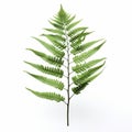 Realistic Fern Leaf Isolated 3d Image - High Resolution Minimalist Art