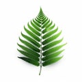 Realistic Fern Leaf Vector Art On White Background