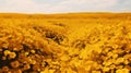 Realistic Field Of Yellow Flowers In Cinema4d Royalty Free Stock Photo