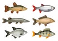 Realistic fish. River swimming water fresh fishes herring bass salmon decent vector pictures set isolated Royalty Free Stock Photo