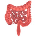 Realistic flat illustration of small and large intestine. Human internal organ, digestive tract. Vector illustration