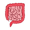 Realistic flat vector illustration of small and large intestine. Human internal organ, digestive tract. Vector Royalty Free Stock Photo