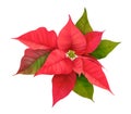 Realistic Floral Poinsettia 3d Vector. Winter Christmas Flower Isolated on white for Card Design, Greetings Royalty Free Stock Photo