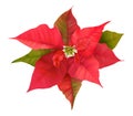 Realistic Floral Poinsettia 3d Vector. Winter Christmas Flower Isolated on white for Card Design, Greetings Royalty Free Stock Photo