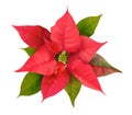 Realistic Floral Poinsettia 3d Vector. Winter Christmas Flower Isolated on white for Card Design, Greetings Royalty Free Stock Photo