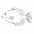 Realistic Line Drawing Of A Fish For Coloring