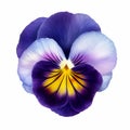 Realistic Flower Pavona Pansy Photo Isolated On White Background