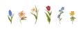 Realistic flowers drawn in retro style. Meadow floral plants, spring blooms set, tulip, muscari, daffodil. Vintage