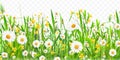 Realistic flowers lawn. Daisy flower easter field spring grass border, blossom chamomile nature garden meadow landscape Royalty Free Stock Photo