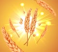 Realistic flying wheat grains, oats or barley isolated on a yellow sun background. Natural ingredient element. Healthy Royalty Free Stock Photo