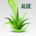 Realistic Foliage Green Plant Aloe Vera Vector