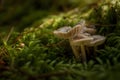 Realistic Forest Floor Macro Ã¢â¬\' Mushrooms Growing in Moss with Soft Natural Light Royalty Free Stock Photo