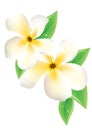 A realistic frangipani flower