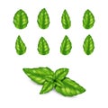 Realistic fresh basil leaves. Aromatic spice seasoning, italian traditional herb leaf for cooking