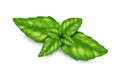 Realistic fresh basil leaves. Bunch of herb leaf. Italian spice seasoning for cook, delicious dish