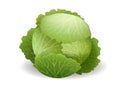 Realistic fresh cabbage