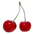 Realistic fresh juicy Cherry. 3d vector illustration. Royalty Free Stock Photo