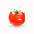 Realistic fresh red tomato, vector isolated illustration