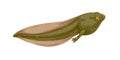 Realistic frog s tadpole. Amphibian toad's polliwog. Green aquatic reptile in retro style. Colored hand-drawn vector