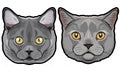 Realistic fur portrait of cute British shorthair cats isolated