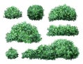 Realistic garden shrub. Nature green seasonal bush, boxwood, floral branches and leaves, tree crown bush foliage. Garden