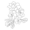 realistic gardenia flower drawing, tattoo gardenia flower drawing, minimalist gardenia tattoo, Botanical gardenia drawing