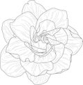 Realistic gardenia flower template in black and white. Vector illustration