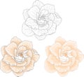 Realistic gardenia flower template set in pastel cream color and black and white