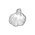 Realistic garlic illustration in black isolated on white background. Hand drawn vector sketch illustration in doodle engraved Royalty Free Stock Photo