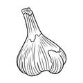 Realistic garlic illustration in black isolated on white background. Hand drawn vector sketch illustration in doodle engraved Royalty Free Stock Photo