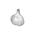 Realistic garlic illustration in black isolated on white background. Hand drawn vector sketch illustration in doodle engraved Royalty Free Stock Photo