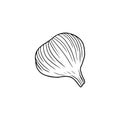 Realistic garlic illustration in black isolated on white background. Hand drawn vector sketch illustration in doodle engraved Royalty Free Stock Photo