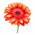 Realistic Gerber Daisy Orange Flower Illustration Images For Designers