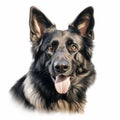 Realistic German Shepherd Dog Illustration: Detailed Charcoal Drawing On Isolated White Background Royalty Free Stock Photo